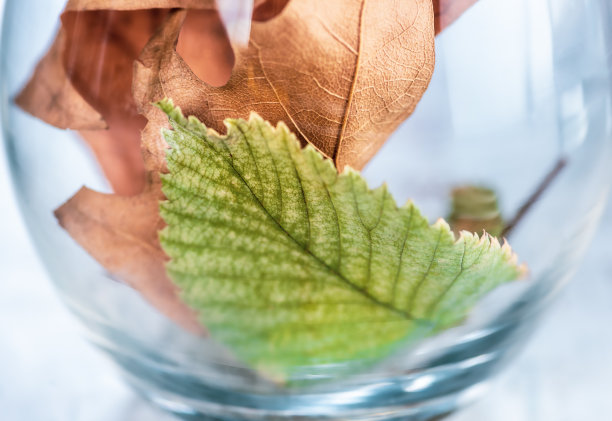 红叶植物