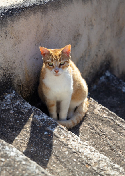 孤单的小猫