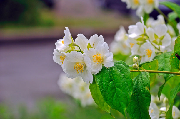 茉莉花树