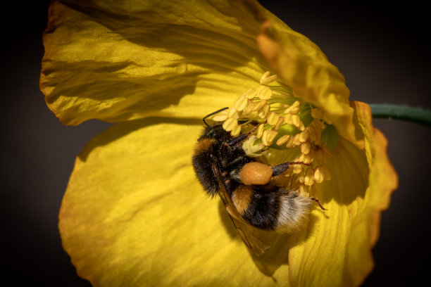 蜜蜂与白花
