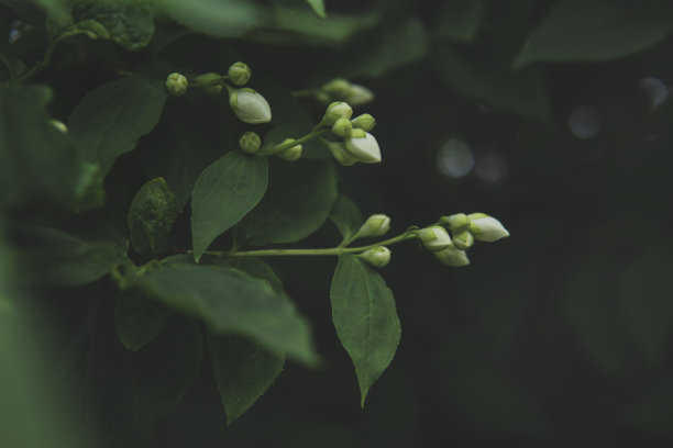 茉莉花素材