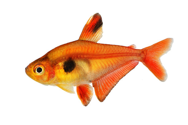 红尾鲶鱼