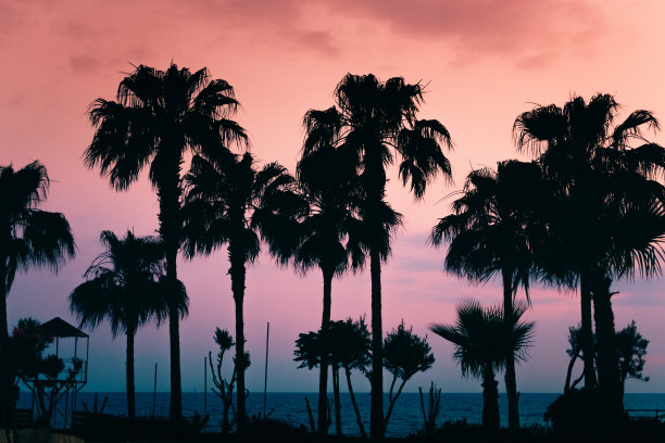 海边夕阳椰树剪影