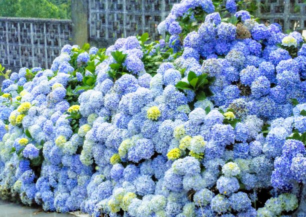 路边风景植物花儿