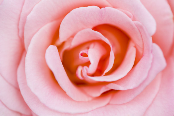 玫瑰花底纹边框素材