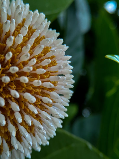 立秋菊花