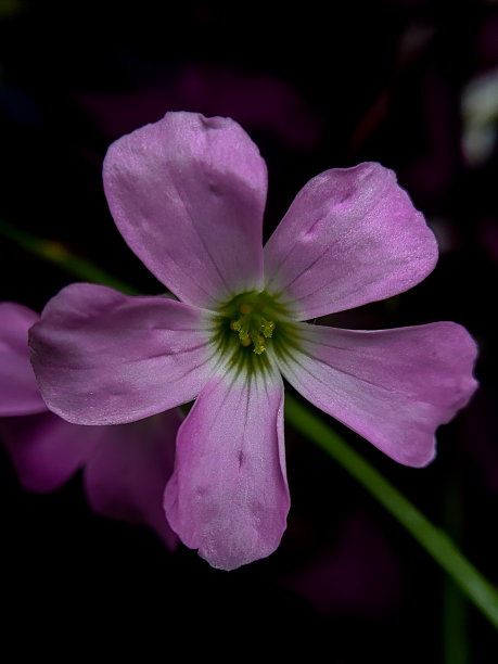 粉红色野花摄影