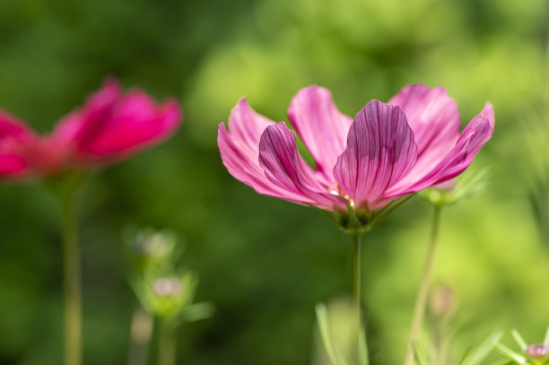 光叶子花