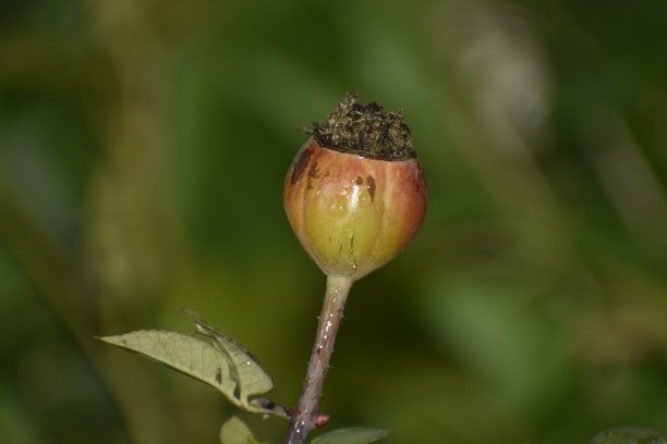 粉色野蔷薇花