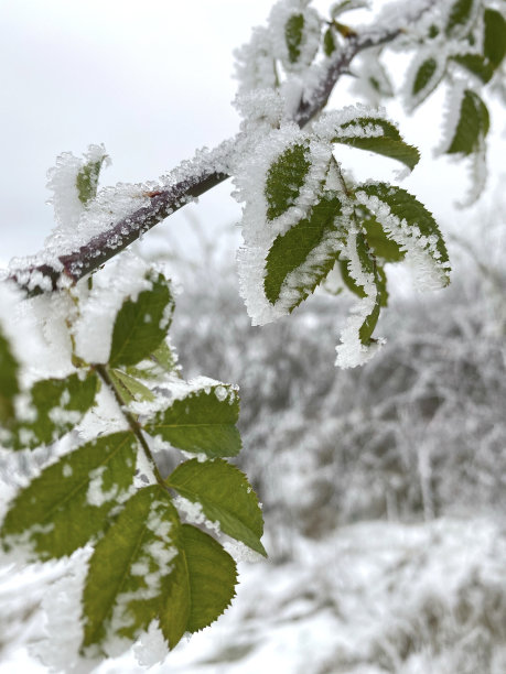 秋分霜降小雪冬大寒