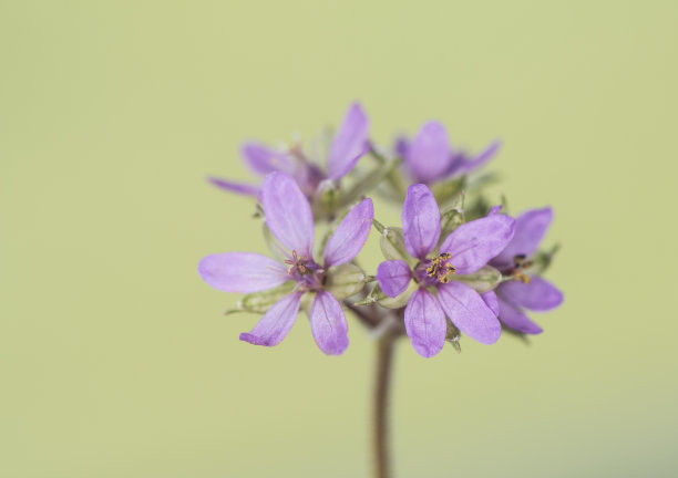 狮子花