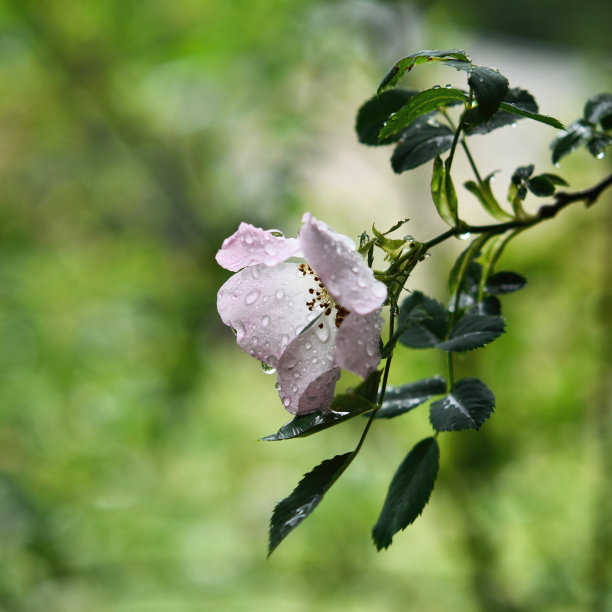 粉色野蔷薇花