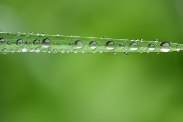 雨水图片