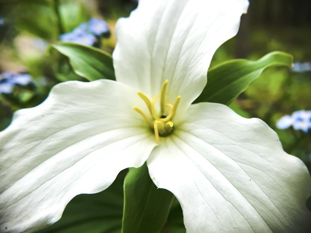 绚丽花海