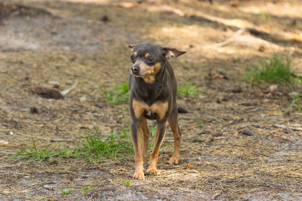 小型犬