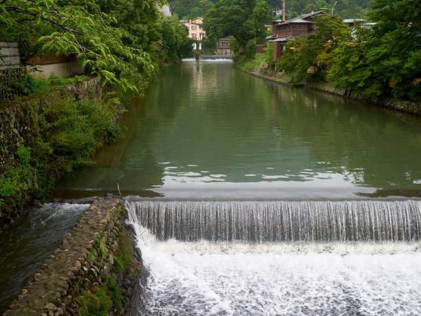 水岸植物倒影