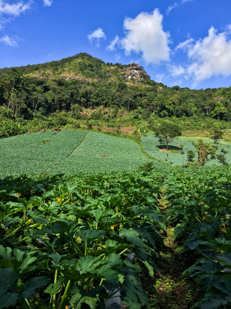 卷心菜高清摄影