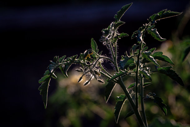 绿色有机蔬菜大棚蔬菜天然无公害