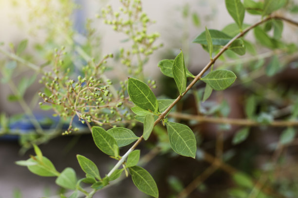 植物洗发水