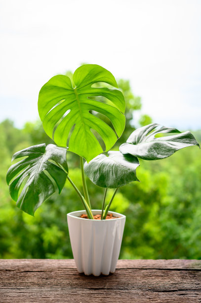 绿色植物 夏季植物 家具装饰