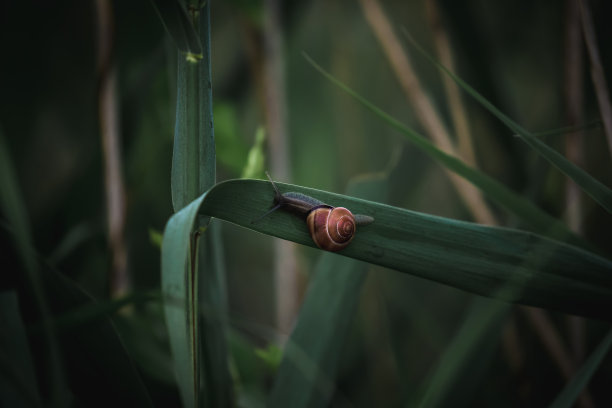 蜗牛,绿叶