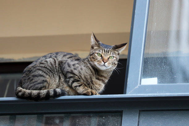 窗户边的小猫