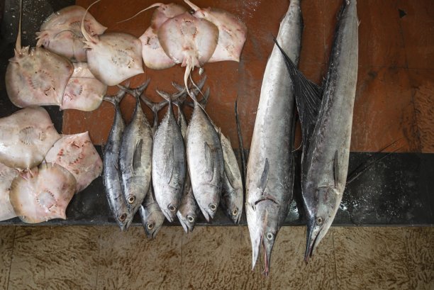 渔业产品