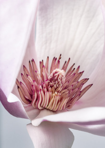 白玉兰花卉图片