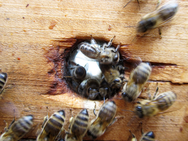 蜜蜂劳动