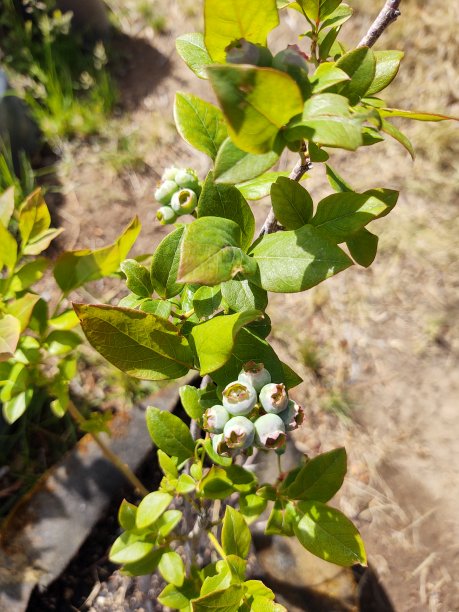 网页清明节