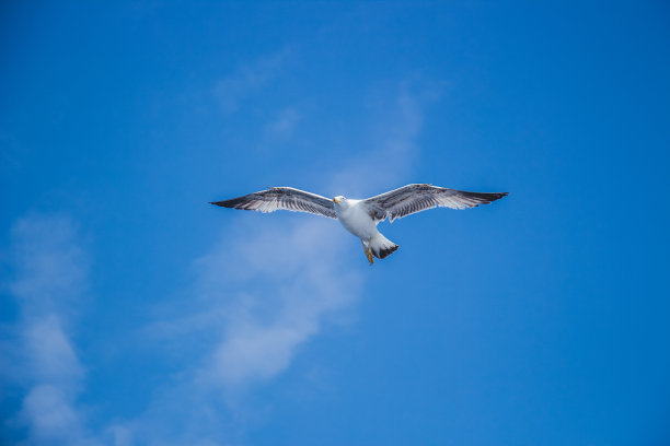 天空中展翅的海鸥