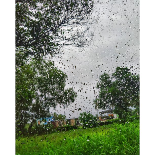 雨叶林