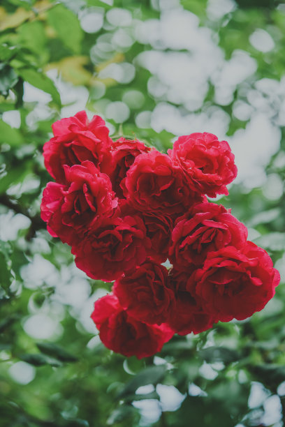 红玫瑰花花瓣束