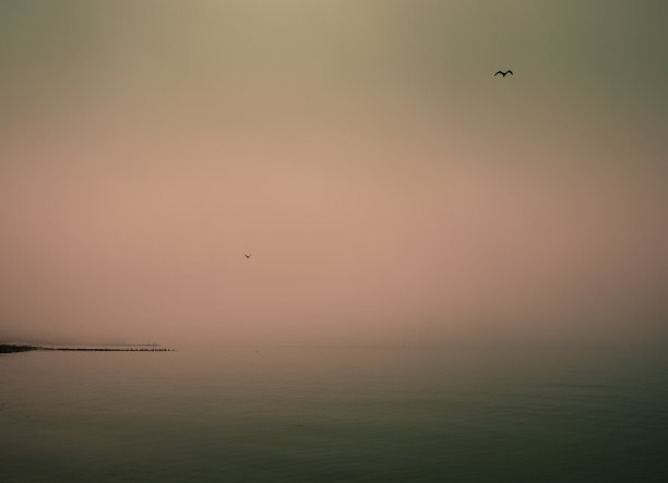 海鸟与日出