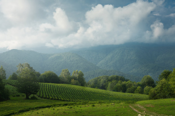 高山茶叶