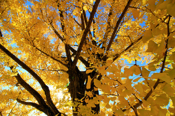秋天金色的银杏树