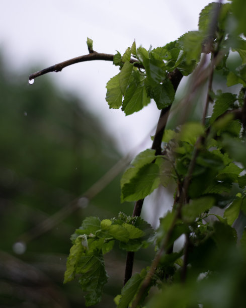 春雨春花