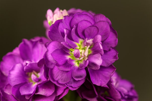 小花 紫罗兰