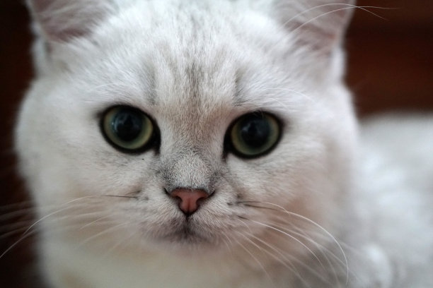 英短蓝白猫咪
