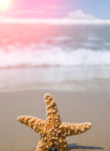 夏日沙滩上的贝壳海星