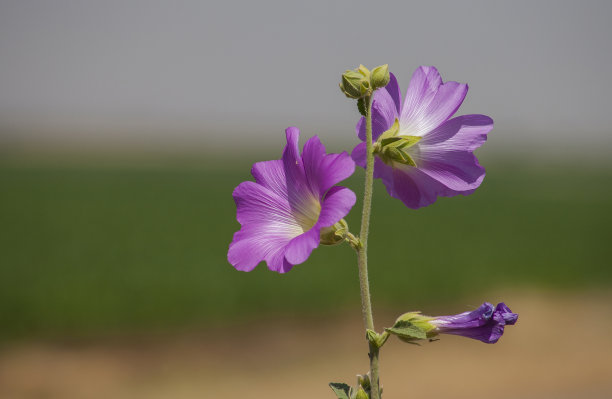 蜀葵特写