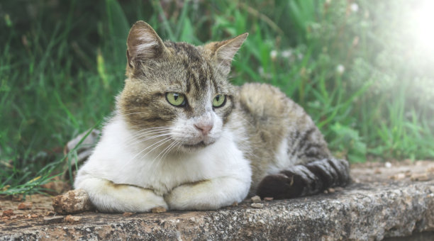 猫与花