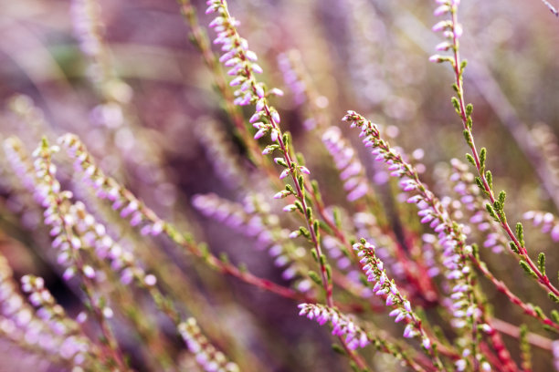 美丽的丁香花