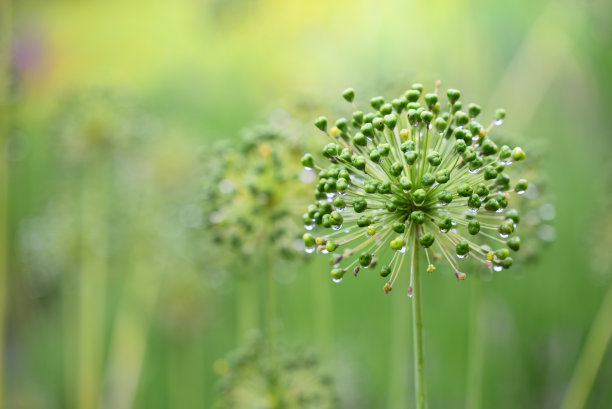 小草 绿植绿色背景 护眼壁纸