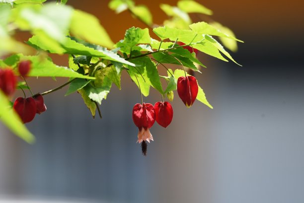 小花红灯笼