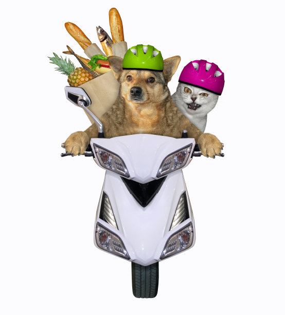 摩托车的狗