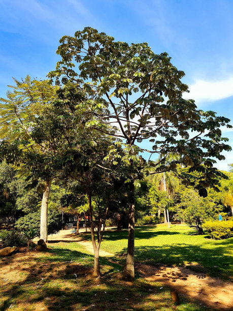公园里的椰子树