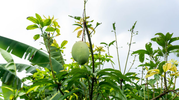 芒果生长环境