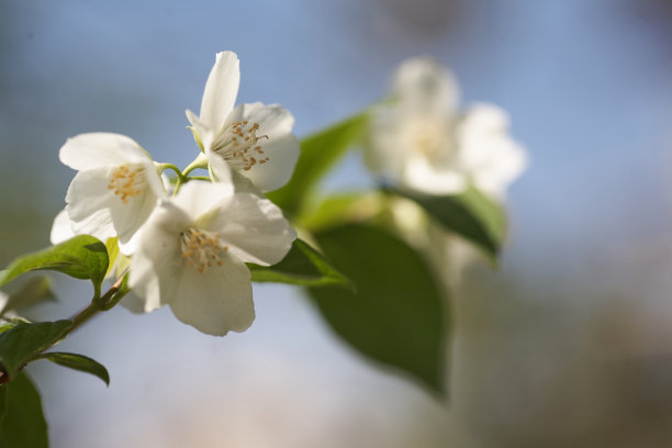 茉莉花树