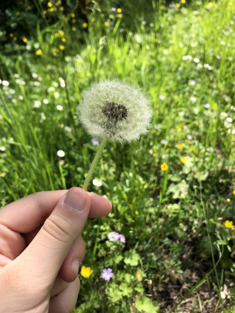 清新手机壁纸夏日花草